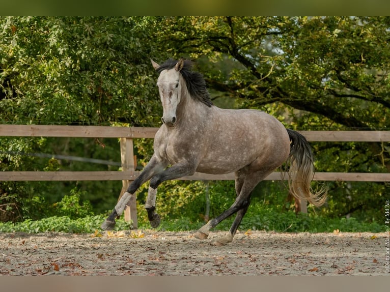 Lusitano Mare 5 years 16 hh Grey in Saint-Malon-sur-Mel