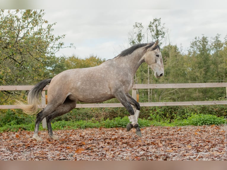 Lusitano Mare 5 years 16 hh Grey in Saint-Malon-sur-Mel