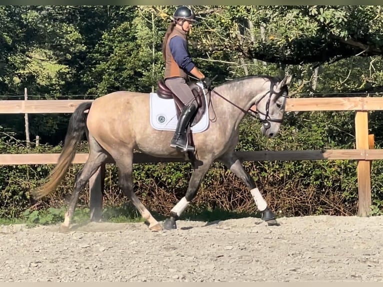 Lusitano Mare 5 years 16 hh Grey in Saint-Malon-sur-Mel