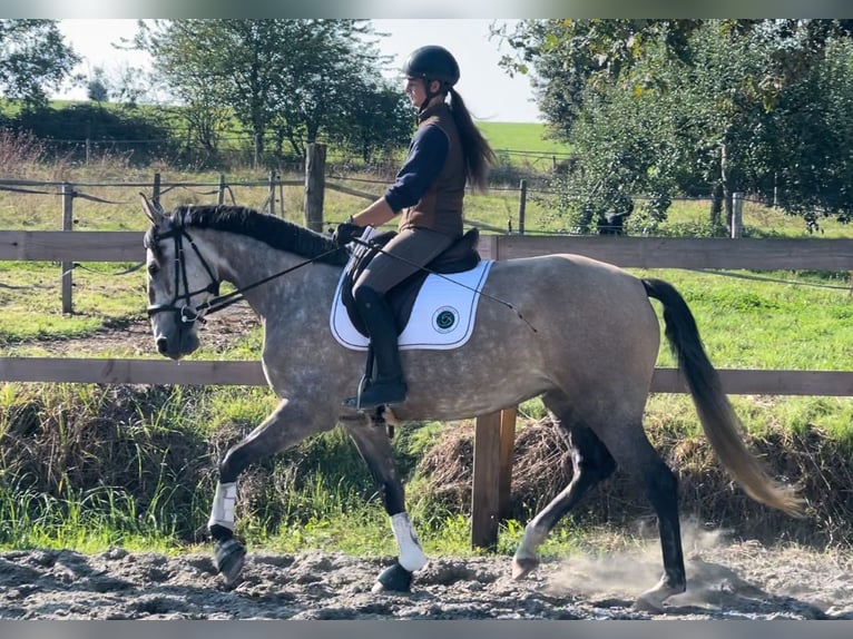 Lusitano Mare 5 years 16 hh Grey in Saint-Malon-sur-Mel