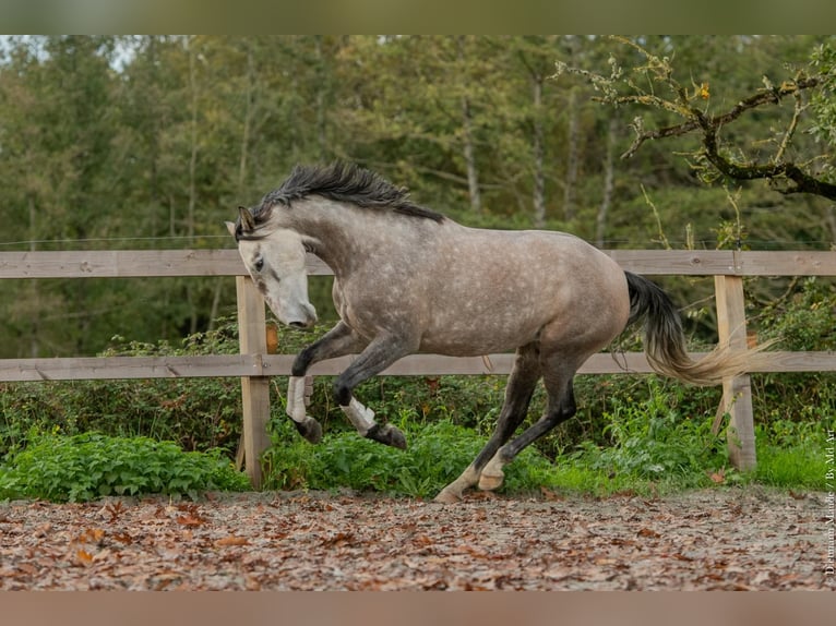 Lusitano Mare 5 years 16 hh Grey in Saint-Malon-sur-Mel