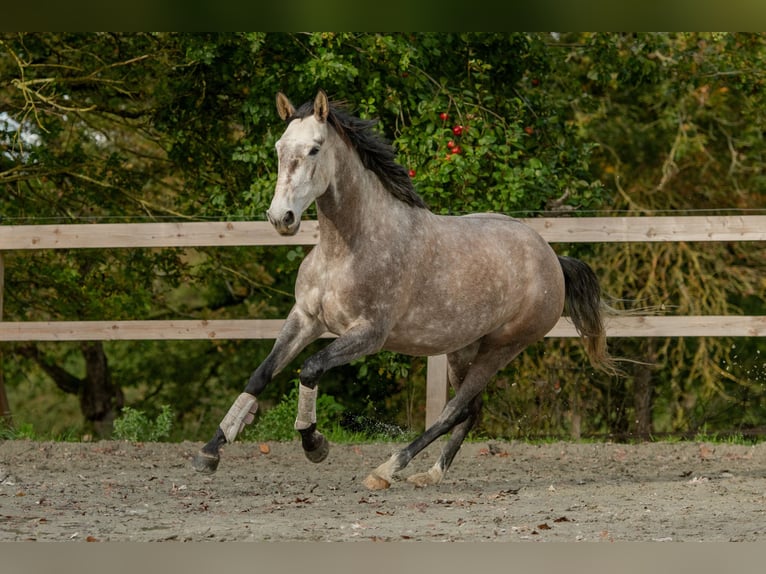 Lusitano Mare 5 years 16 hh Grey in Saint-Malon-sur-Mel