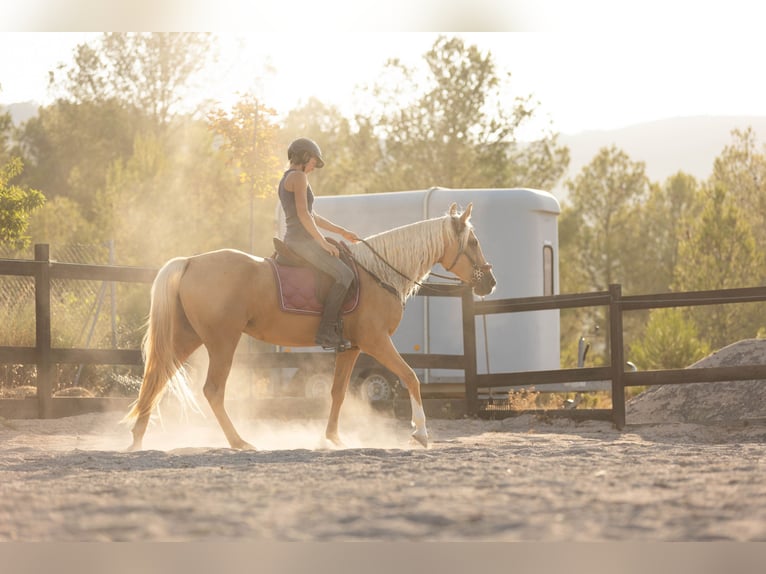 Lusitano Mix Mare 5 years 16 hh Palomino in Alcoi/Alcoy