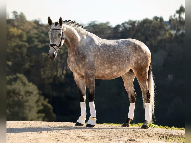 Lusitano Mare 5 years 16,1 hh Grey in Lisboa
