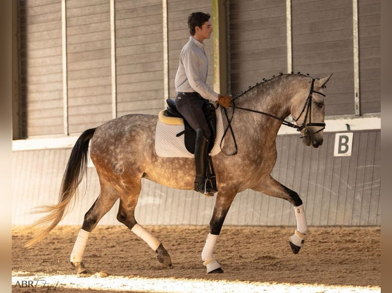 Lusitano Mare 5 years 16,1 hh Grey in Lisboa