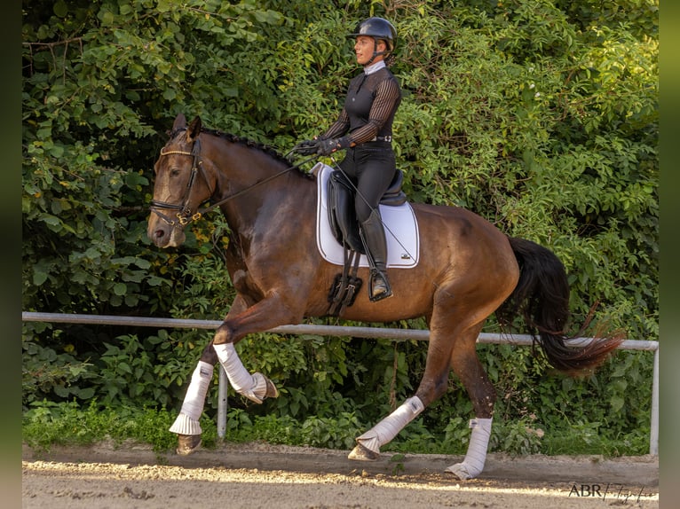 Lusitano Mare 5 years 16,2 hh Buckskin in Allensbach