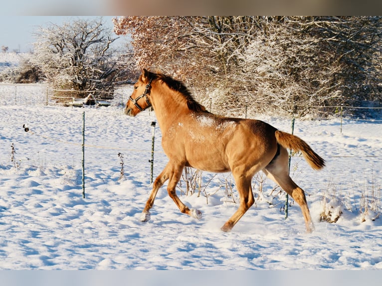 Lusitano Mare 6 years 14.3 hh Red Dun in Fuchstal