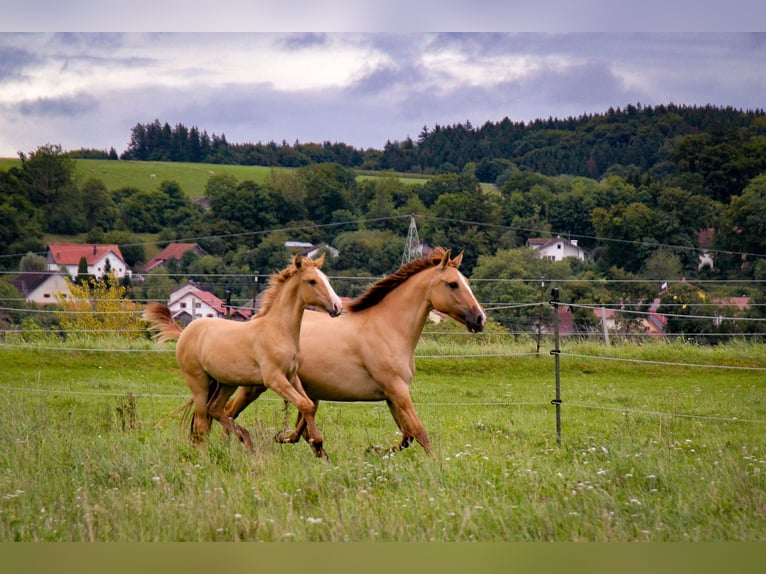 Lusitano Mare 6 years 14.3 hh Red Dun in Fuchstal