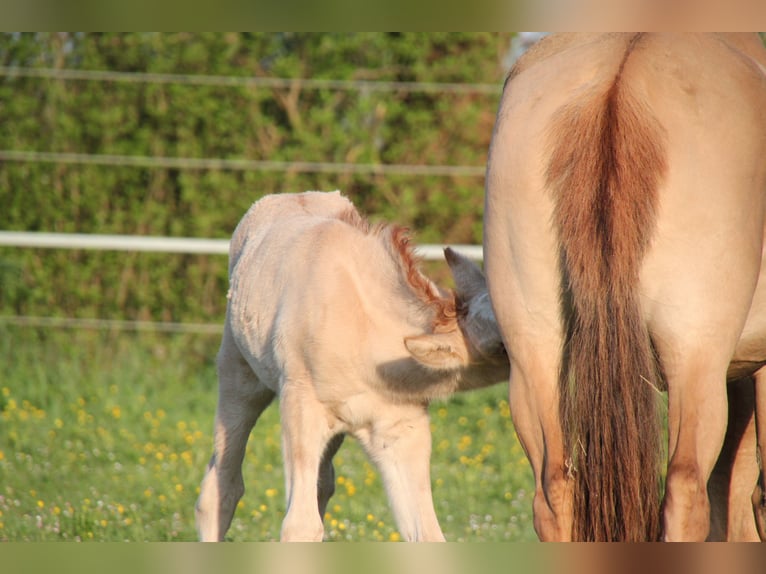 Lusitano Mare 6 years 14.3 hh Red Dun in Fuchstal