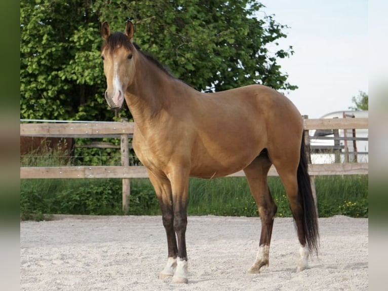 Lusitano Mare 6 years 14,3 hh Dun in Feldkirchen bei Mattighofen