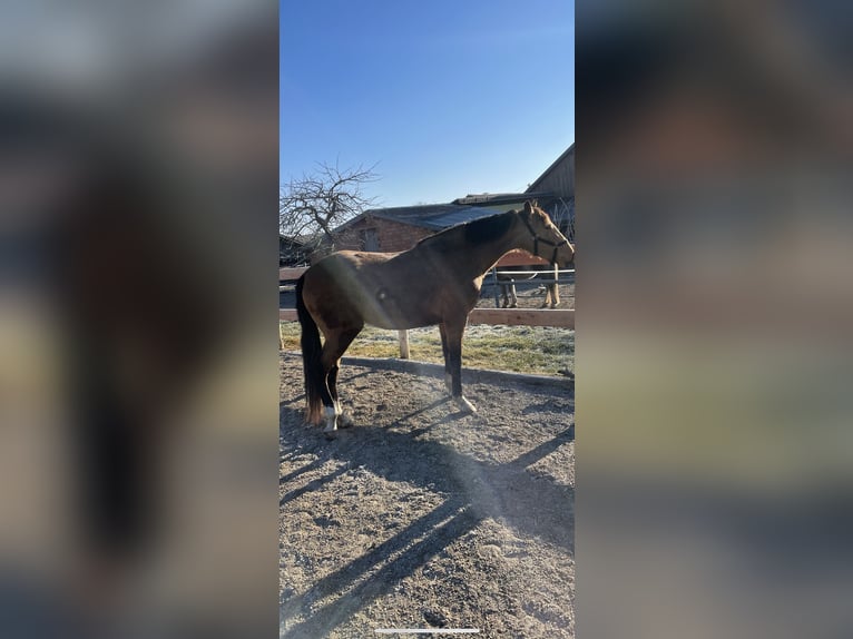 Lusitano Mare 6 years 14,3 hh Dun in Feldkirchen bei Mattighofen