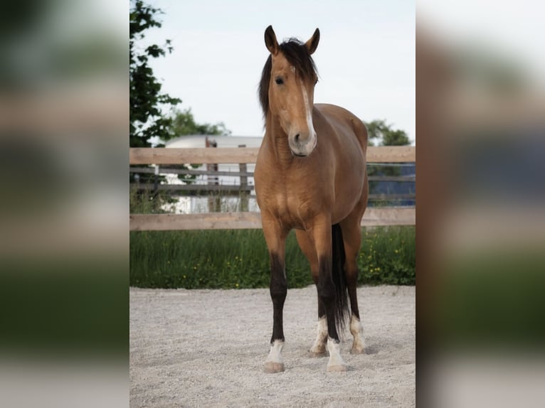 Lusitano Mare 6 years 14,3 hh Dun in Feldkirchen bei Mattighofen