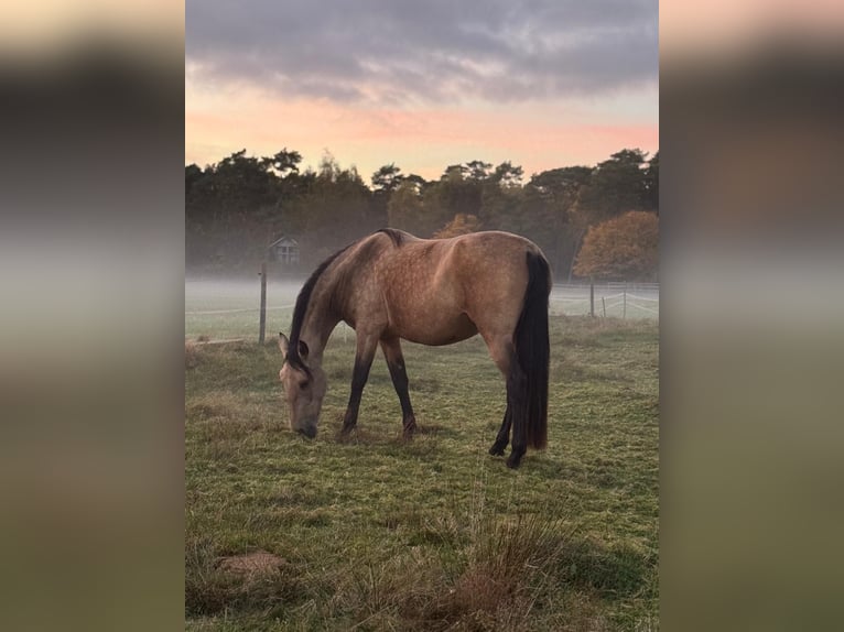 Lusitano Mare 6 years 15.1 hh Buckskin in Kakenstorf