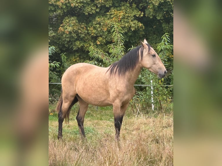 Lusitano Mare 6 years 15.1 hh Buckskin in Kakenstorf