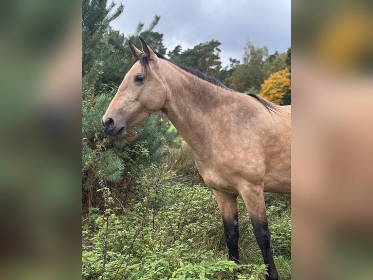 Lusitano Mare 6 years 15.1 hh Buckskin in Kakenstorf