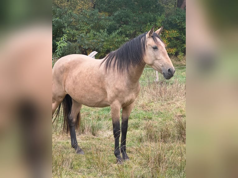 Lusitano Mare 6 years 15.1 hh Buckskin in Kakenstorf