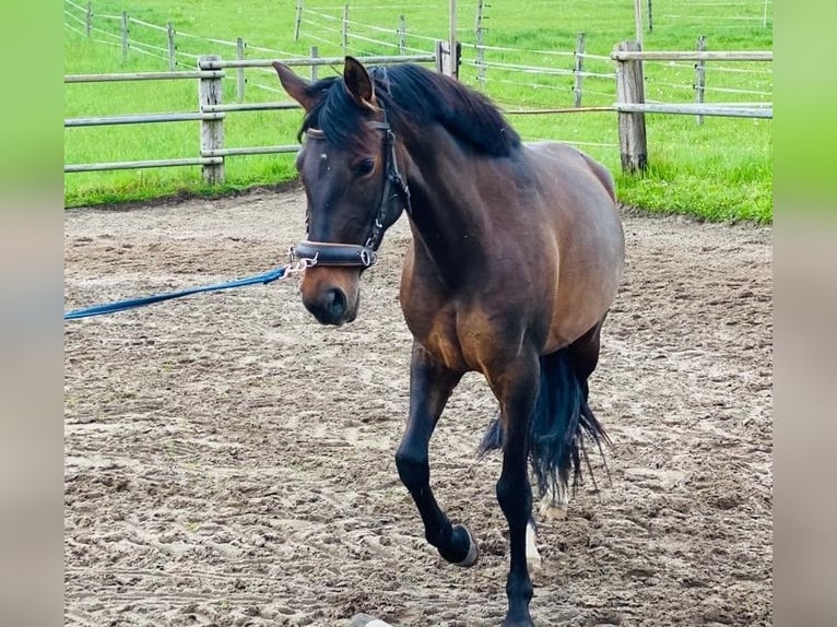 Lusitano Mix Mare 6 years 15,2 hh Bay-Dark in Hagen