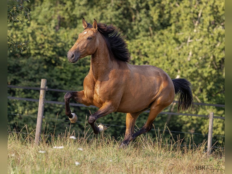 Lusitano Mare 6 years 15.2 hh Buckskin in Allensbach