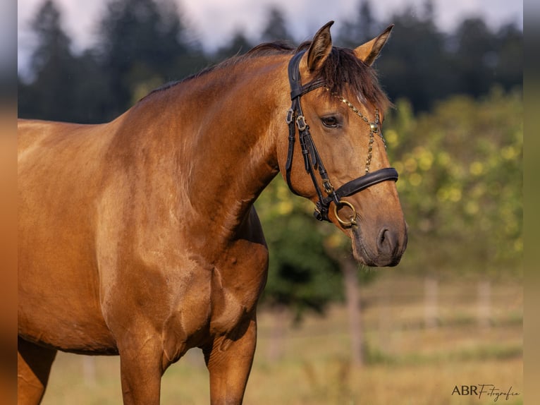Lusitano Mare 6 years 15.2 hh Buckskin in Allensbach