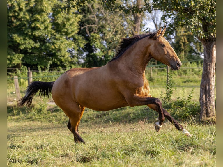 Lusitano Mare 6 years 15.2 hh Buckskin in Allensbach