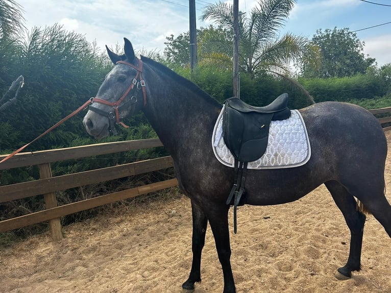 Lusitano Mare 6 years 15,2 hh Can be white in pera