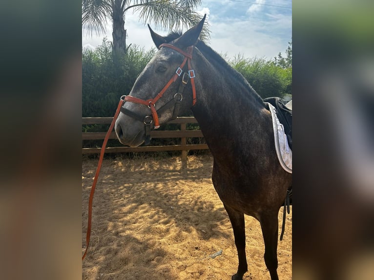 Lusitano Mare 6 years 15,2 hh Can be white in pera