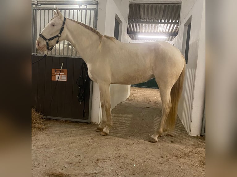 Lusitano Mare 6 years 15,2 hh Cremello in Bredene