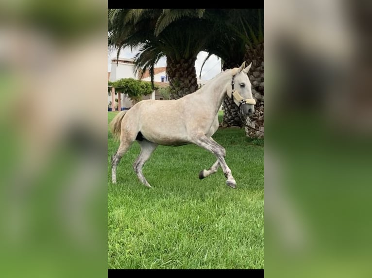 Lusitano Mare 6 years 15,2 hh Gray in Alcáçovas