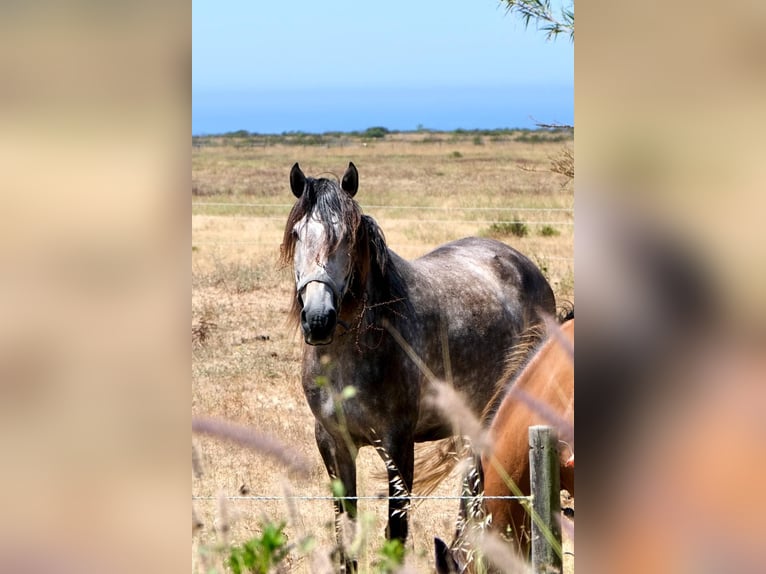 Lusitano Mare 6 years 15.2 hh Grey in Cavaleiro