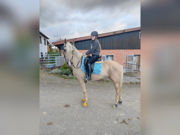 Lusitano Mare 6 years 15,2 hh Palomino in Waldeck