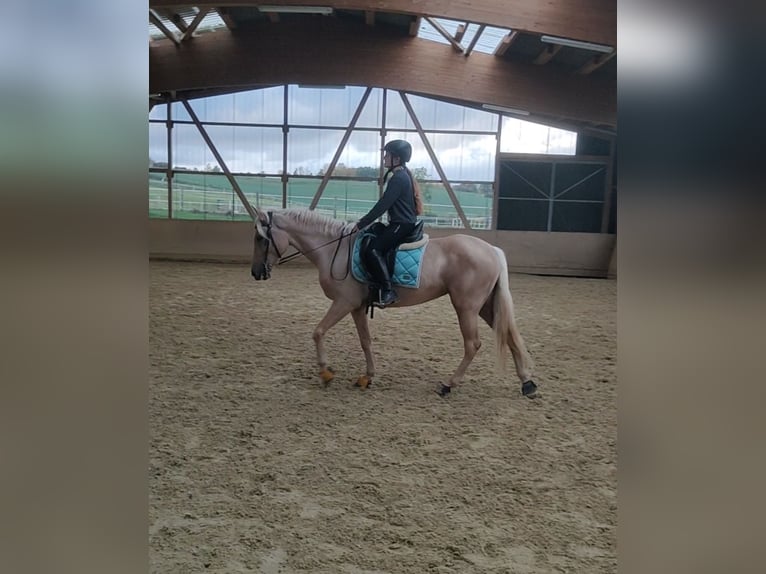 Lusitano Mare 6 years 15,2 hh Palomino in Waldeck