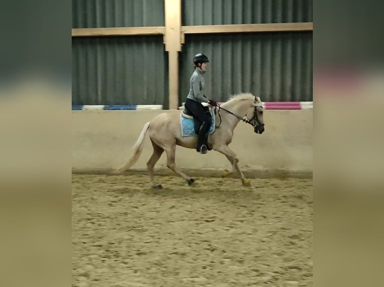 Lusitano Mare 6 years 15,2 hh Palomino in Waldeck