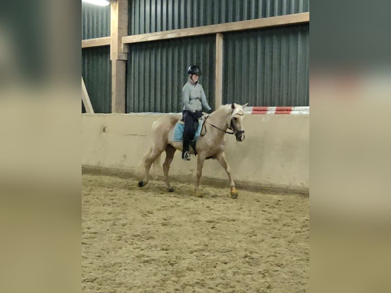 Lusitano Mare 6 years 15,2 hh Palomino in Waldeck