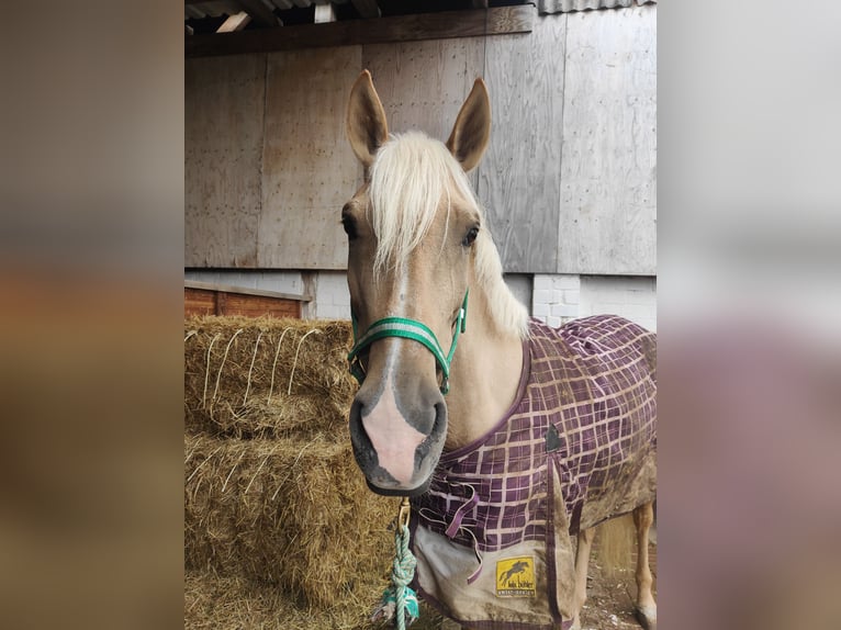 Lusitano Mare 6 years 15,2 hh Palomino in Waldeck