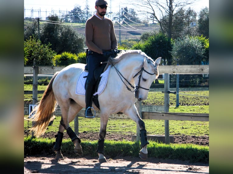 Lusitano Mare 6 years 15.3 hh  in Silves
