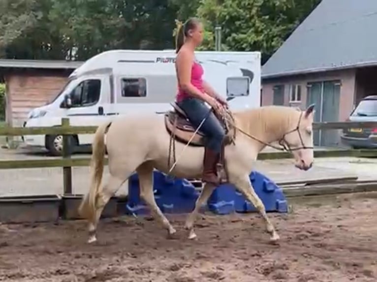 Lusitano Mare 6 years 15 hh Perlino in Nijverdal