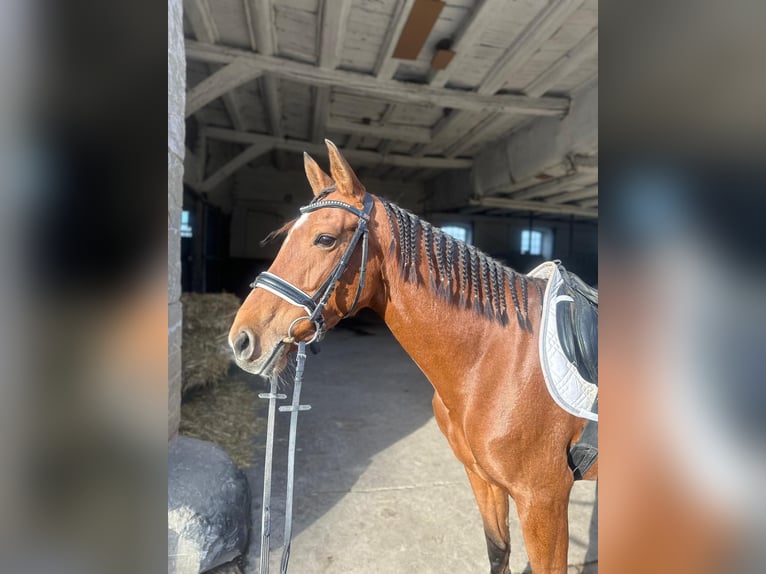 Lusitano Mix Mare 6 years 15,1 hh Brown in Dalheim