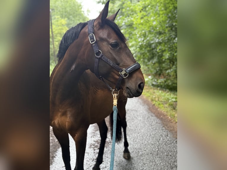 Lusitano Mare 6 years 15,1 hh Brown in Lollar