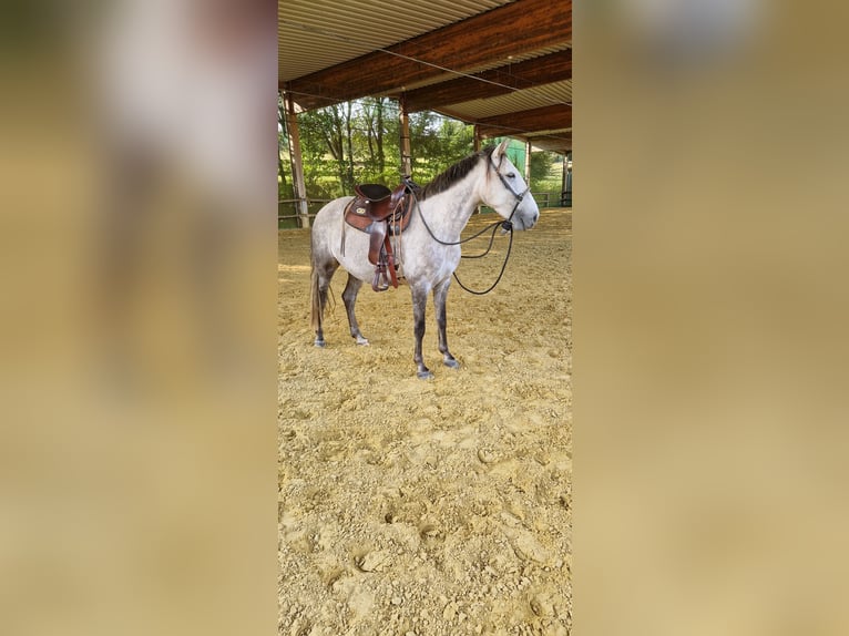 Lusitano Mare 6 years 15,1 hh Grey-Red-Tan in Bergisch Gladbach