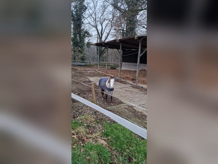 Lusitano Mare 6 years 15,1 hh Grey-Red-Tan in Bergisch Gladbach