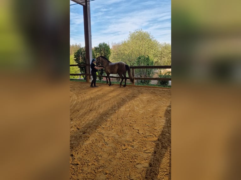 Lusitano Mare 6 years 15,1 hh Grey-Red-Tan in Bergisch Gladbach