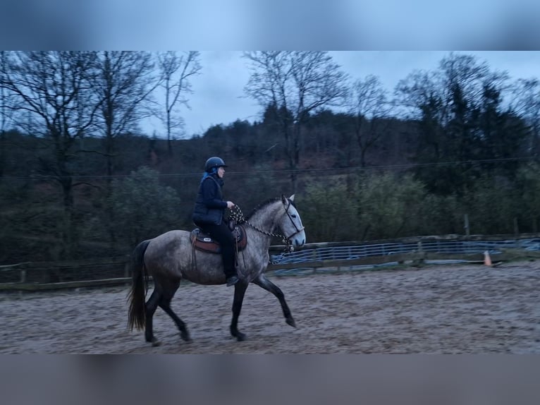 Lusitano Mare 6 years 15,1 hh Grey-Red-Tan in Bergisch Gladbach