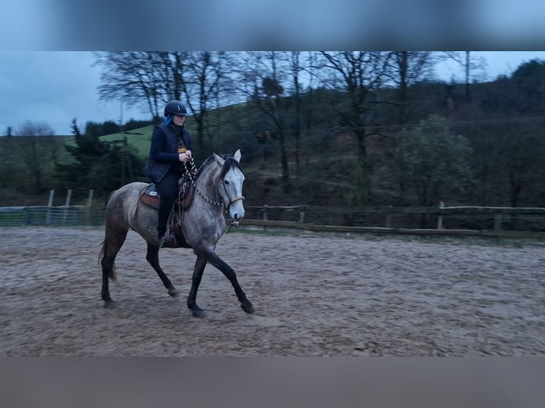 Lusitano Mare 6 years 15,1 hh Grey-Red-Tan in Bergisch Gladbach