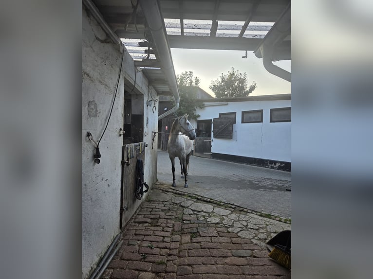 Lusitano Mare 6 years 15,1 hh Grey-Red-Tan in Bergisch Gladbach