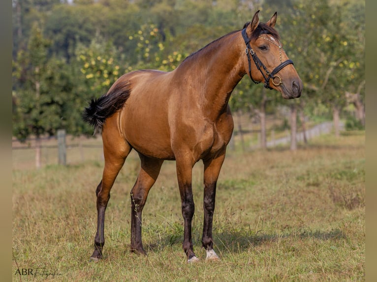 Lusitano Mare 6 years 15,2 hh Buckskin in Allensbach