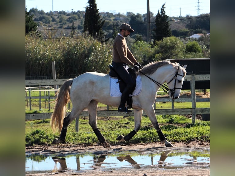 Lusitano Mare 6 years 15,3 hh in Silves