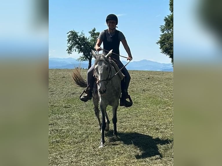 Lusitano Mare 6 years 15,3 hh Grey-Dapple in Amlikon-Bissegg