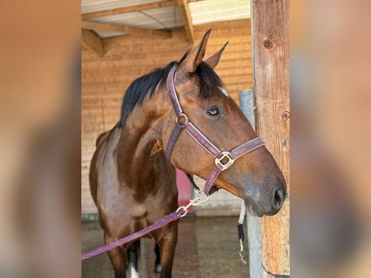 Lusitano Mare 6 years 16 hh Brown in Volesvres