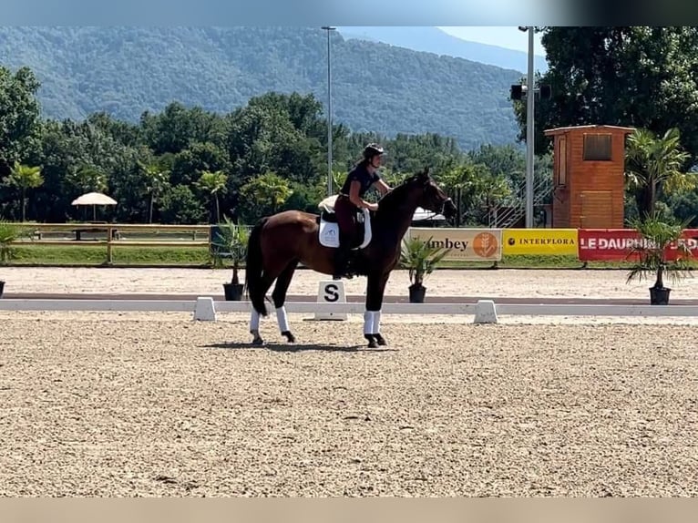 Lusitano Mare 6 years 16 hh Brown in Volesvres