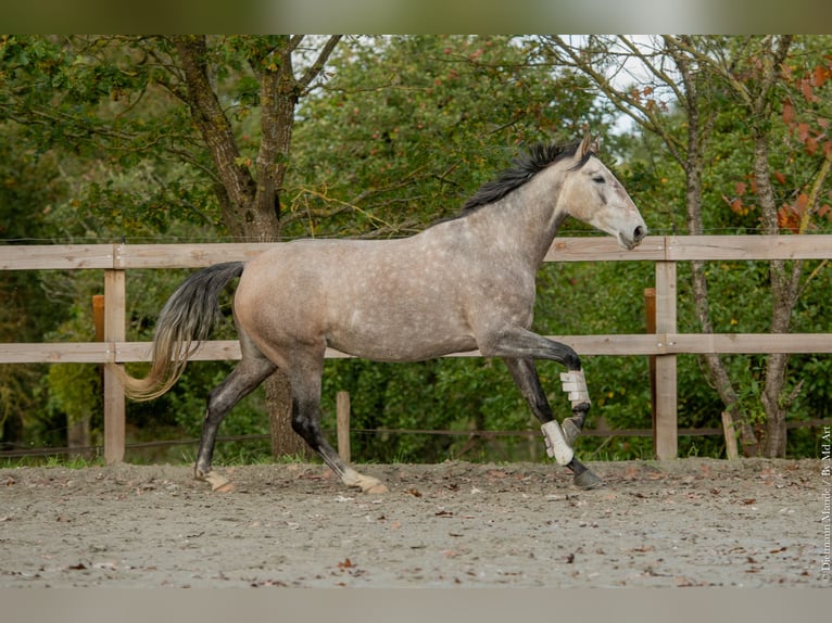 Lusitano Mare 6 years 16 hh Grey in Bretagne